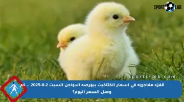 قفزة مفاجئة في أسعار الكتاكيت ببورصة الدواجن السبت 2-8-2025 .. كم وصل السعر اليوم؟